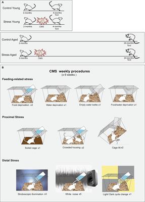 Heterogenous effect of early adulthood stress on cognitive aging and synaptic function in the dentate gyrus